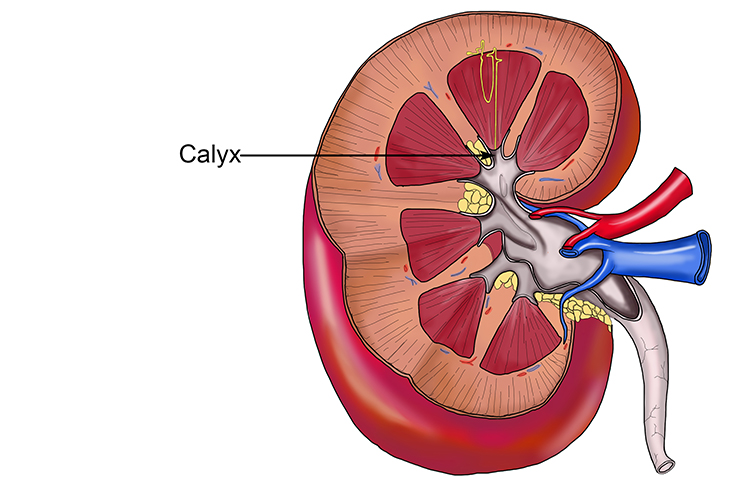 The calyx is the collecting tube that gathers all substances from the collecting tubes of nephrons